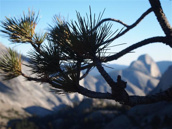 Brstlecone pine in Yosemite National Park 